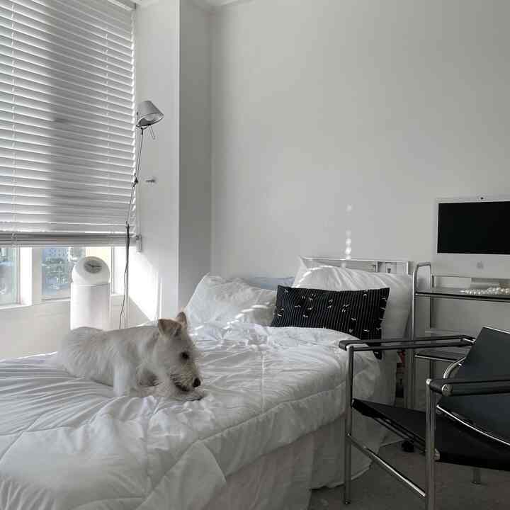 白とシルバーのトーンのワンルーム寝室、中央のベッドに犬が横たわり、机とオフィスチェアが配置された清潔な空間