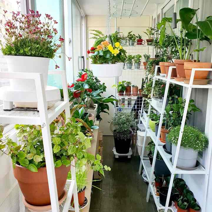 Bright white shelves filled with various plants in pots creating a lush green veranda space