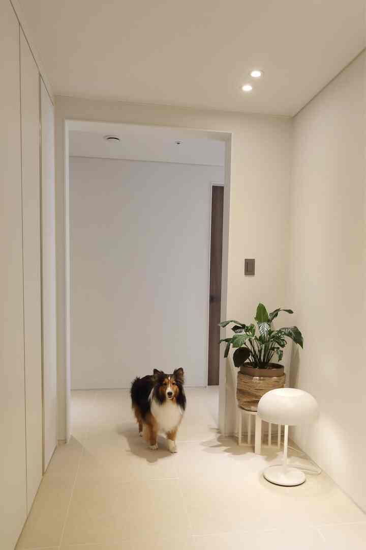 白を基調とした広くて縦長の玄関、中央に犬、右側に観葉植物とテーブルランプが配置されたシンプルで清潔感のあるインテリア