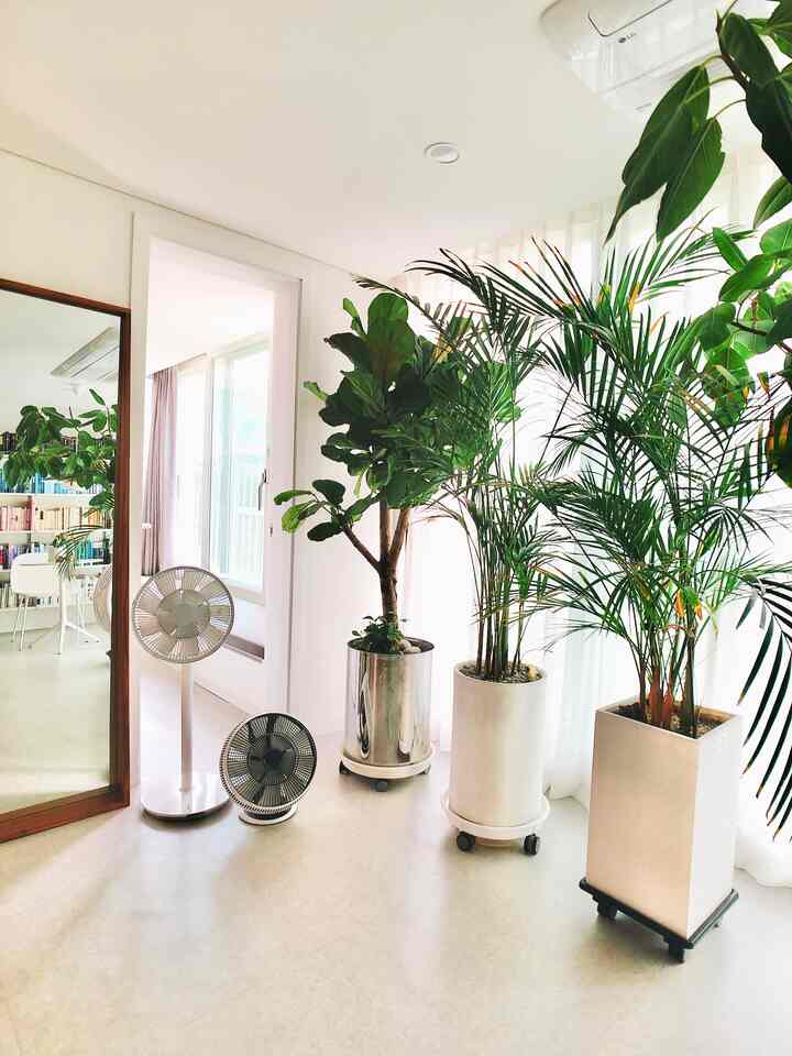 明るいホワイトトーンの室内空間、広い床と大きな緑の植物、全身鏡と2台の扇風機が配置された快適なインテリア