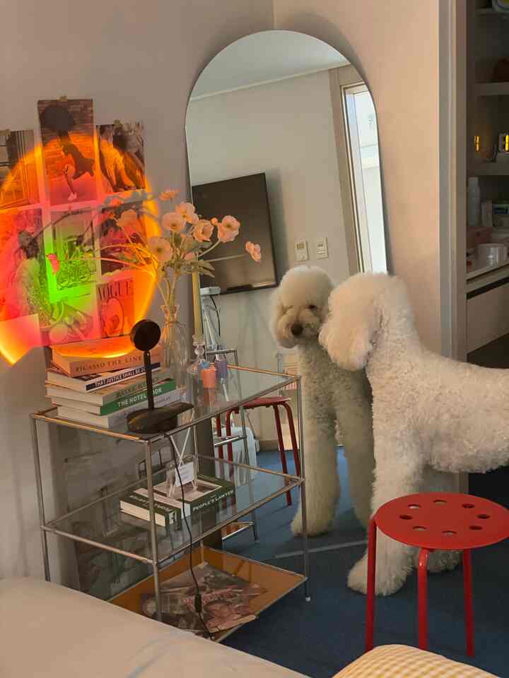 White-toned bedroom featuring a large dog reflected in a mirror and red stool with cozy sunset lighting ambiance