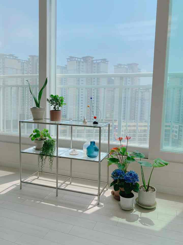 Bright white and blue toned balcony featuring metal shelf and various plants with a natural atmosphere