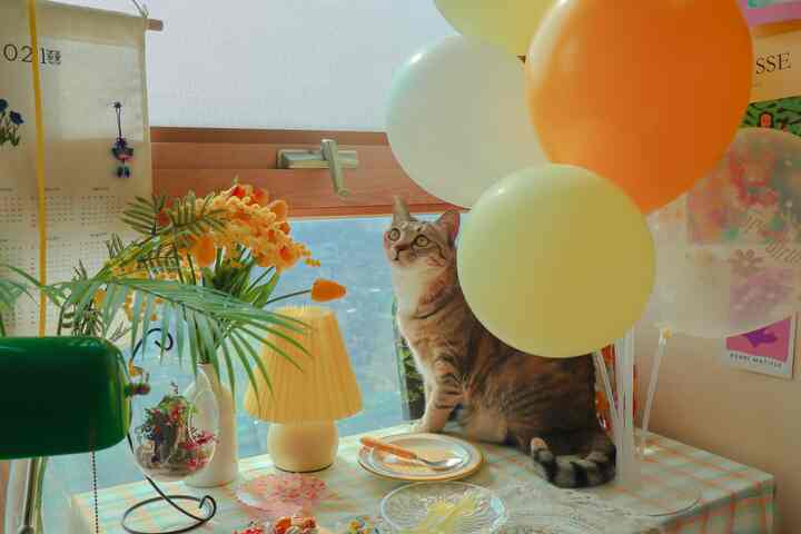 明るい黄色とオレンジのトーンの窓辺のテーブルに座る猫と豊かな花が飾られた温かみのあるおうちカフェ空間