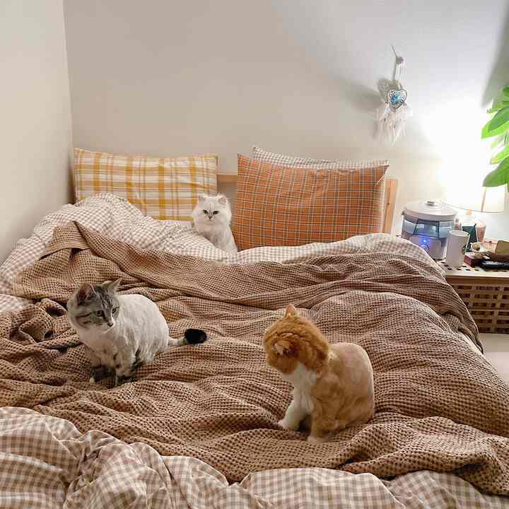 ベージュとブラウンのチェック柄寝具が敷かれた寝室のベッド、3匹の猫がベッドの上でくつろいでいる雰囲気のあるインテリア