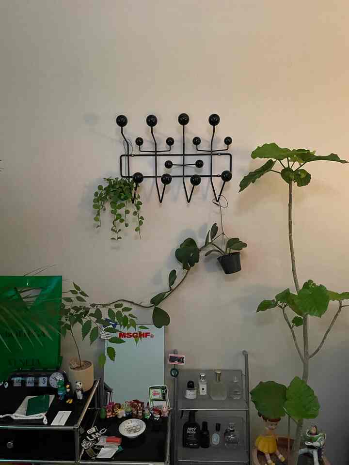 Ivory wall with a black wall-mounted storage rack and various plants arranged, creating a modern indoor atmosphere