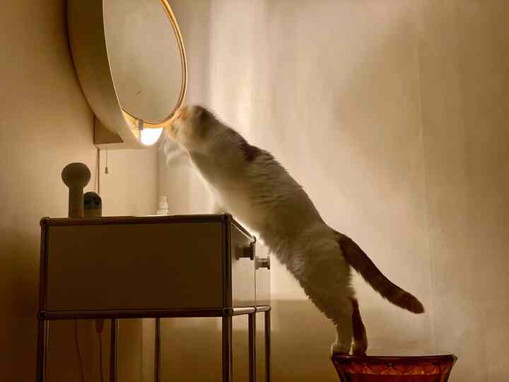 Warm beige-toned small vanity space featuring a round mirror and a cat standing on a translucent stool, creating a cozy atmosphere