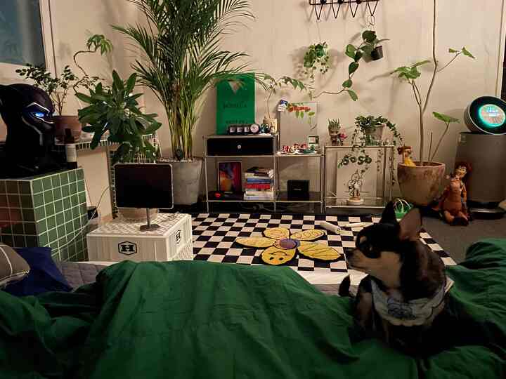 Bedroom space with green bedding featuring indoor plants, shelves, and a rug, creating a cozy atmosphere for living with pets