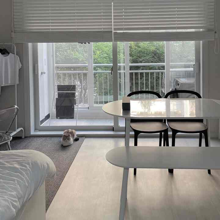 Modern living and dining room in white and gray tones, featuring a veranda with green trees outside and a cat resting on a rug
