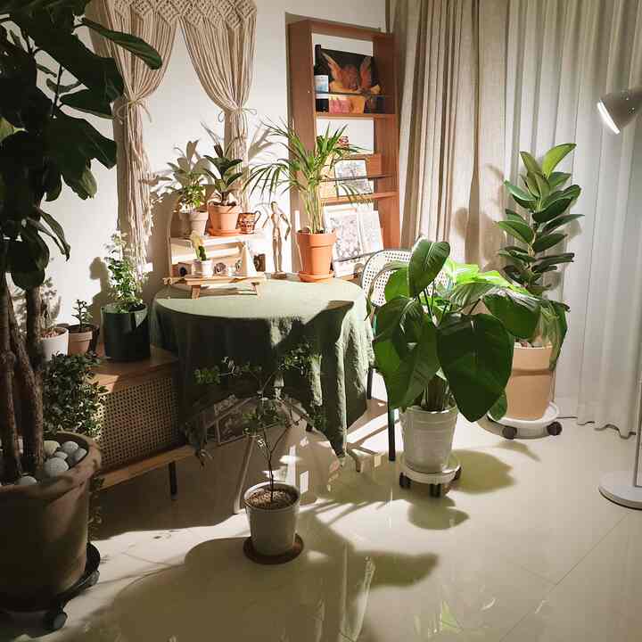 ナチュラルなトーンのプランテリアダイニング、円形テーブルと多種の鉢植え、マクラメ飾りが配置された雰囲気のある空間