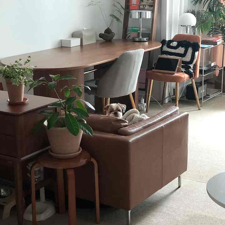 ナチュラルカラーのリビング、ブラウンレザーソファとウッドテーブル、植物2つと犬がいる温かみのある空間