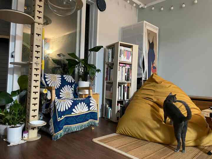 イエローのビーズクッションとナチュラルな木調の本棚がある猫と暮らすリビングの印象的な空間