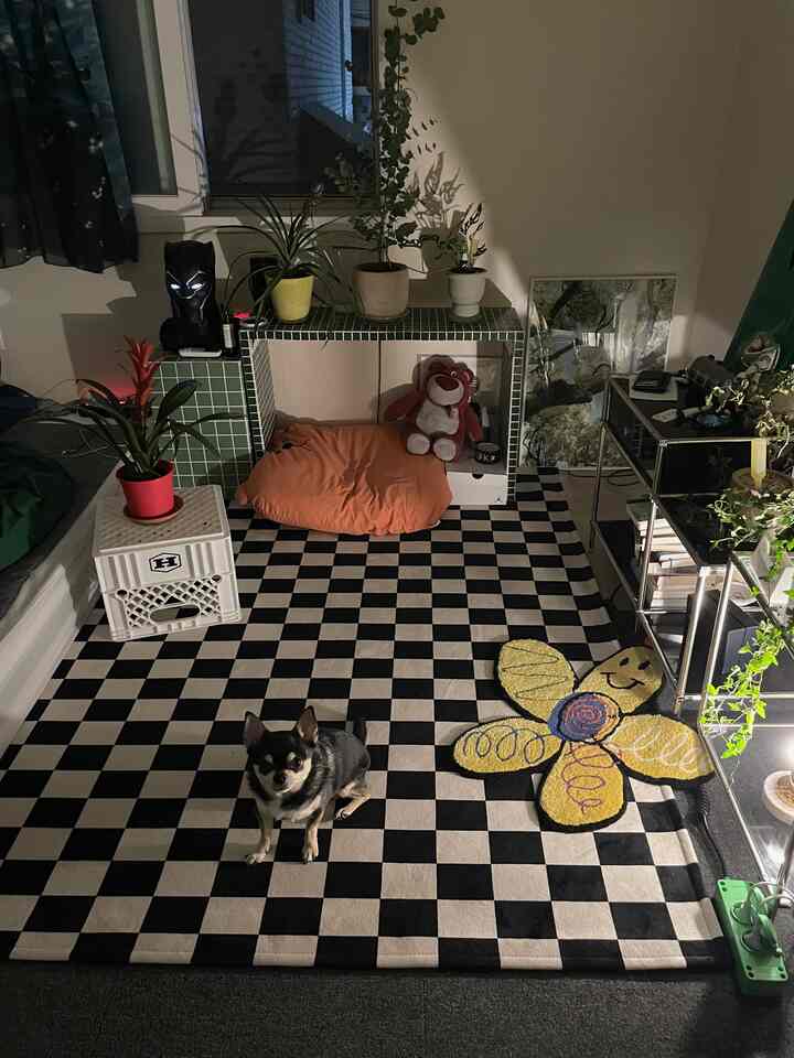 Black and white checkerboard rug in a compact living room featuring indoor plants and an orange pet bed for a dog