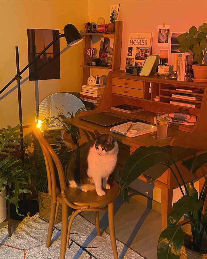 暖かいオレンジ色のサンセット照明があるナチュラルなホームオフィス、猫と木製デスク、多様な植物が配置された雰囲気のある空間