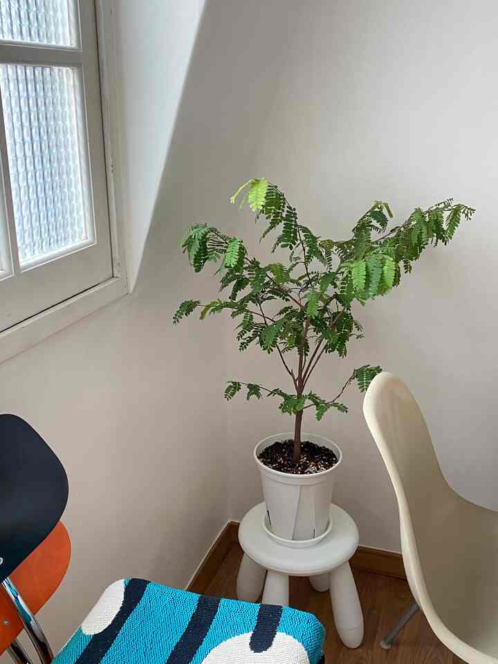 ナチュラルカラーのコーナー空間、白いスツールの上に置かれた緑の植物と周囲に配置された椅子がある落ち着いた雰囲気のインテリア