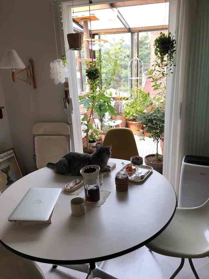 白いテーブルと椅子があるベランダ、植物が配置され、自然で落ち着いた雰囲気のダイニングルーム、猫もいる