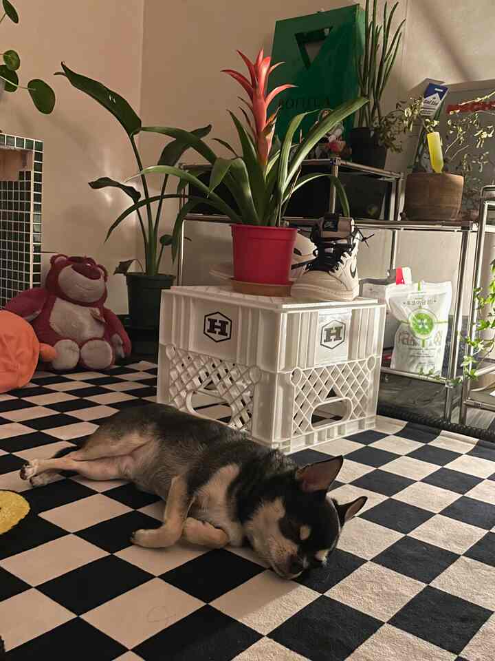 Black and white themed compact room featuring a checkered rug and a dog lying comfortably on the floor