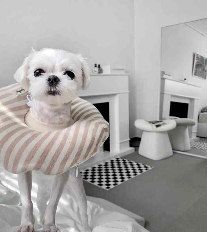 White and beige toned living room featuring a small dog wearing a beige striped neck cushion