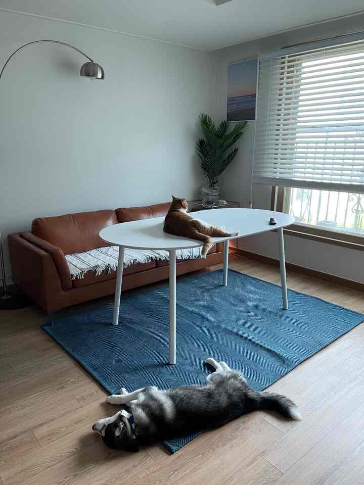 ナチュラルウッドトーンとホワイトトーンのリビング、レザーソファと白いダイニングテーブルに猫と犬が寛ぐ雰囲気のあるインテリア