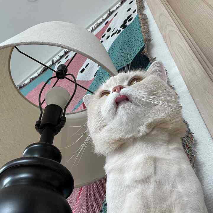 Ivory-toned lighting with a cat posing in front of a large colorful fabric poster on the wall