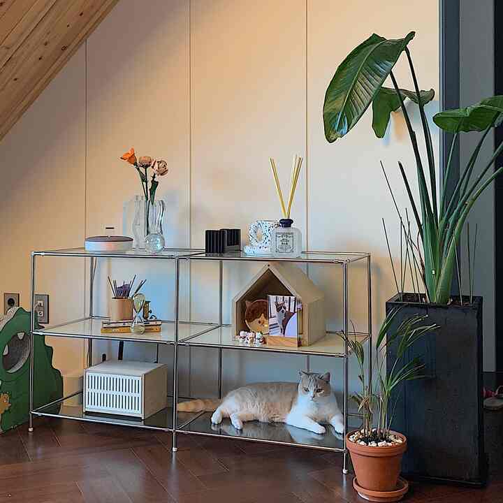 Natural living room with white walls and wood tone floor featuring modular shelves and a cat resting