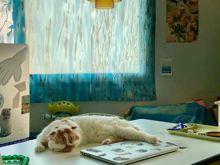 Room with soft blue curtains and white desk, featuring a cat lounging comfortably on the desk, creating a cozy atmosphere