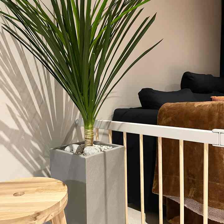 Beige-walled living room featuring a large green plant in a gray planter, black sofa, and wooden stool creating a warm atmosphere