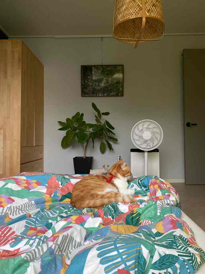 Bright natural-toned bedroom featuring colorful bedding and a cozy cat resting on the bed