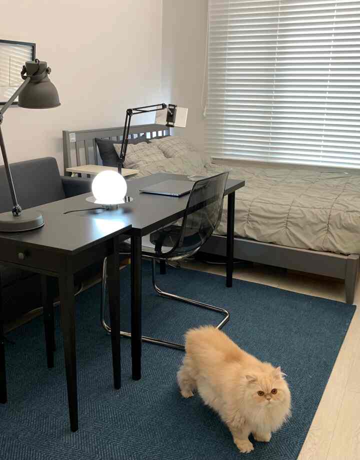 グレーとネイビートーンのコンパクトな寝室、モダンでシンプルな空間にデスクとベッド、ふわふわな猫がいる様子