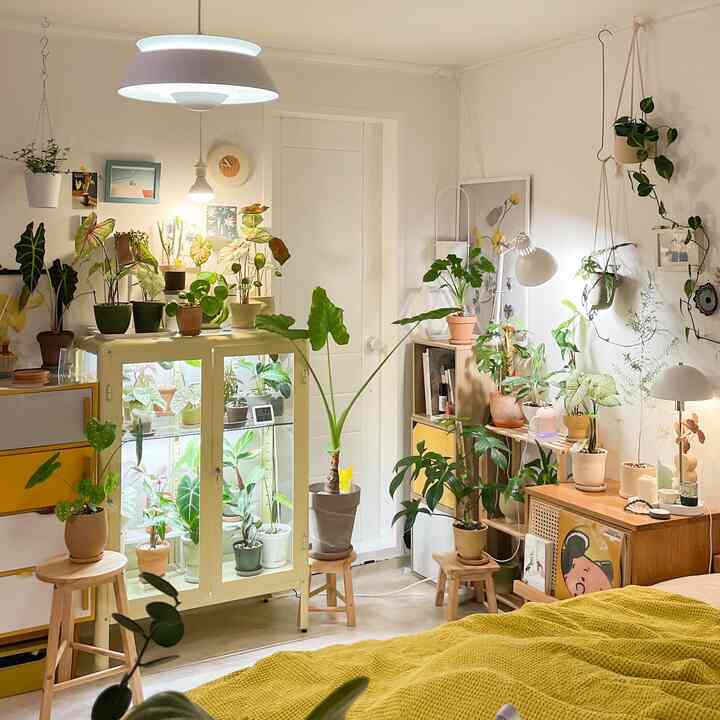 白い壁と黄色のアクセントがあるナチュラルなワンルーム、ミニ温室と木製家具、多様な植物が配置された雰囲気のあるインテリア