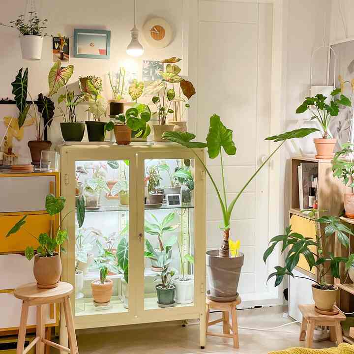 White-walled living room with wood tone stools and a mini greenhouse filled with diverse plants, creating a cozy natural atmosphere