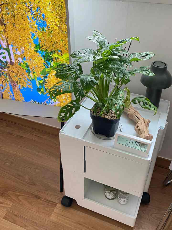 White and brown toned interior space featuring a large Monstera adansonii plant on a trolley with a digital clock and lamp, neat and modern setup