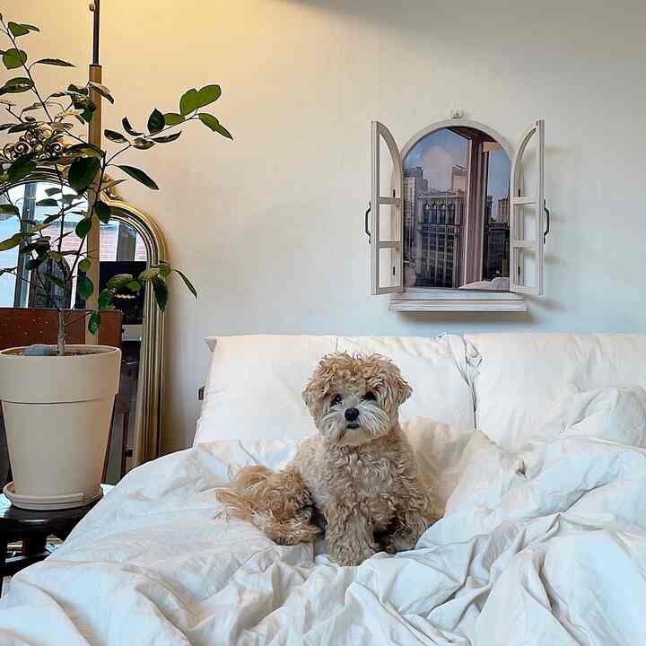 白とベージュの色調の寝室、中央に犬が座るホテルライクな印象的で落ち着いたインテリア