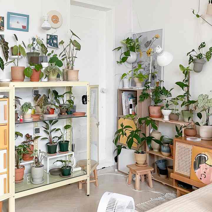 Natural plant interior featuring white walls, wood tone shelves, and a yellow mini greenhouse filled with various plants