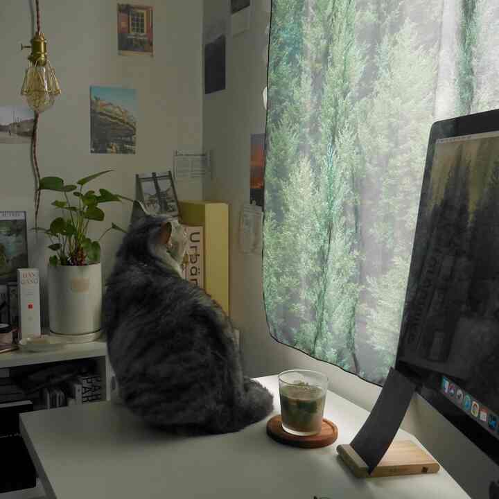 Calm home office space featuring a white desk with a cat sitting on it, a computer, and green forest-patterned curtains