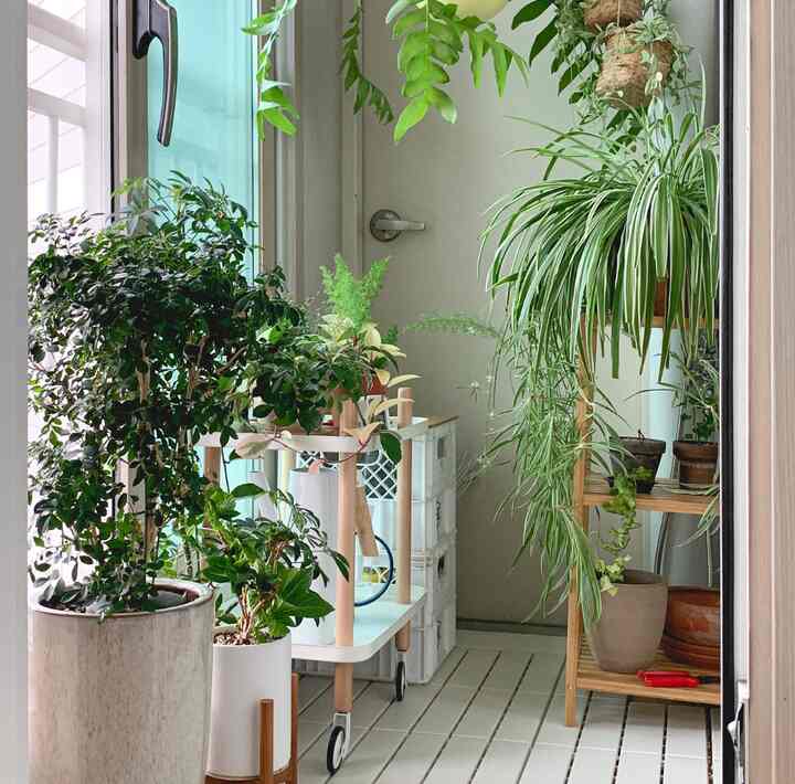 Narrow veranda with white deck tile flooring and abundant green plants, featuring natural wood shelves and a trolley creating a calm interior garden atmosphere