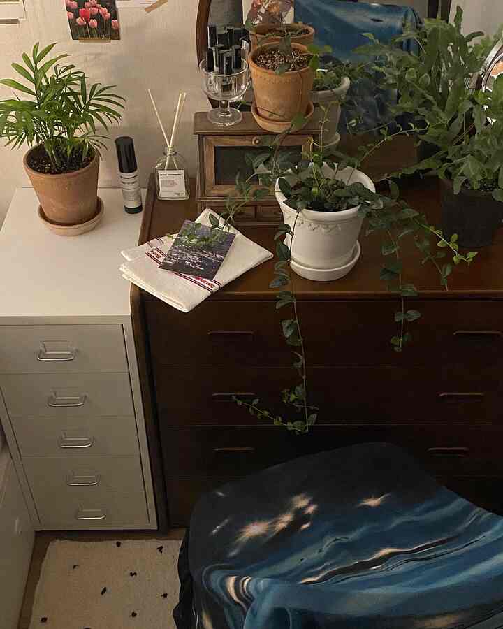 Cozy indoor space featuring natural wood tone dresser and white cabinet adorned with multiple potted plants