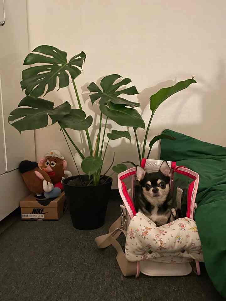 ナチュラルな色調の空間に大きなモンステラ植物と犬がいるペットに優しいインテリア