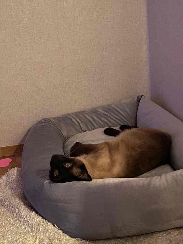 ベージュの壁とグレーのペットベッドが配置された居心地の良い寝室のコーナーに猫が寝そべっている