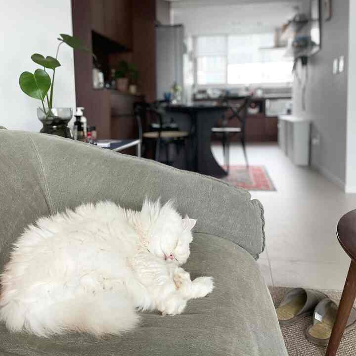 Beige tiled floor natural tone living room featuring an olive sofa with a peacefully sleeping white cat