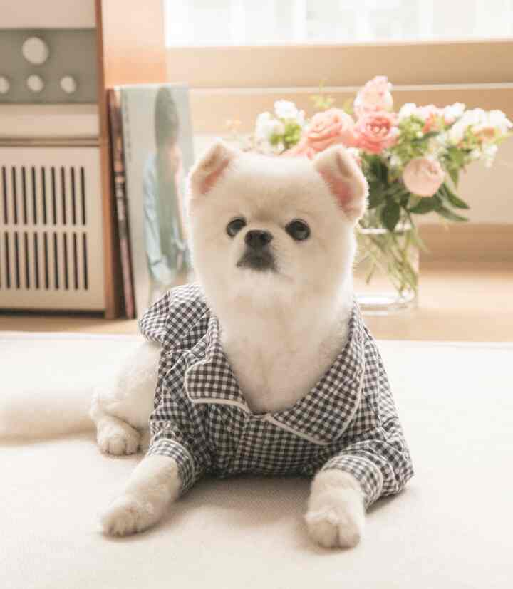 Soft white and natural-toned living space featuring a small dog in a checkered shirt lying on a rug with a vase of flowers nearby, creating a cozy atmosphere
