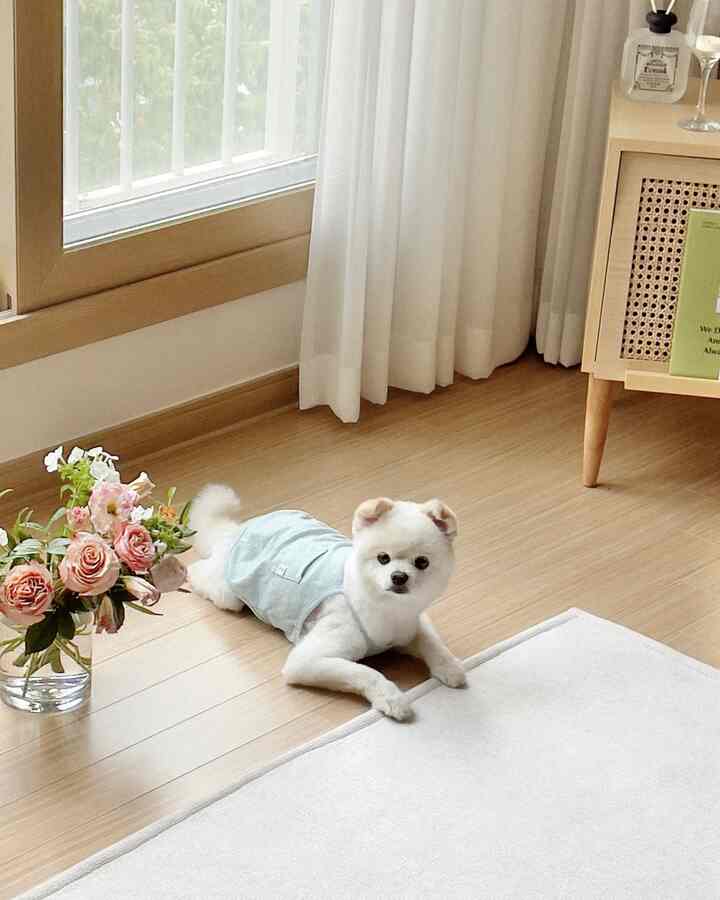 Living room with white curtains and wood-tone flooring, featuring a nightstand, vase with flowers, and an adorable small dog in a natural, cozy atmosphere