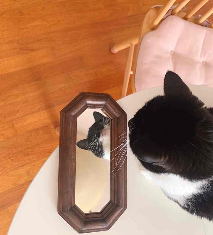 ブラウンの木目調床と手作りの木製フレームの鏡が置かれた白い円形テーブルと、鏡を覗き込む黒白の猫がいる雰囲気のあるインテリア