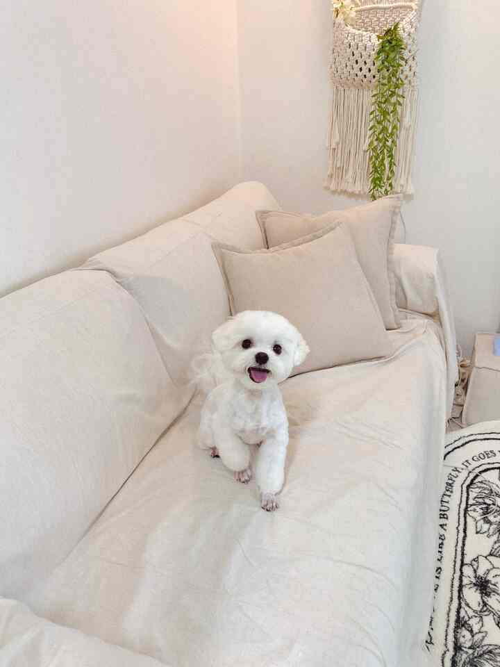 Natural beige-toned living room featuring a beige sofa with cushions and a small dog seated, creating a cozy atmosphere