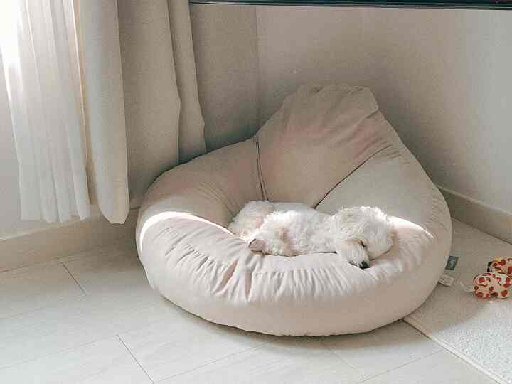 柔らかなベージュと白を基調としたコーナーに置かれたビーズクッションの上で白い犬が安らかに眠る雰囲気のあるインテリア