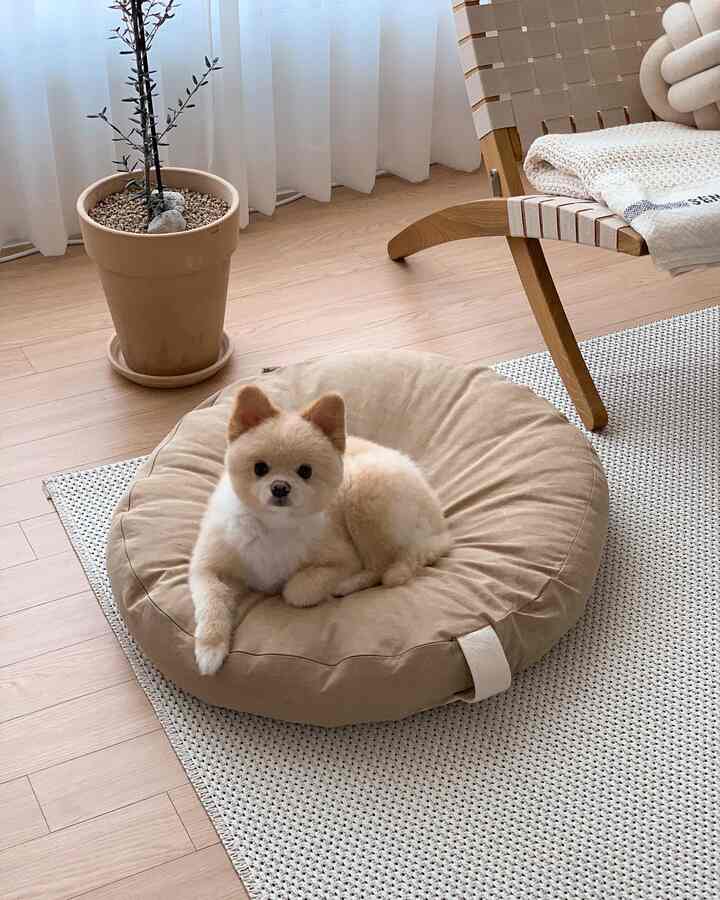 ナチュラルトーンのリビング、ベージュのペット用ビーズクッションの上に座る犬が印象的な落ち着いた雰囲気のインテリア