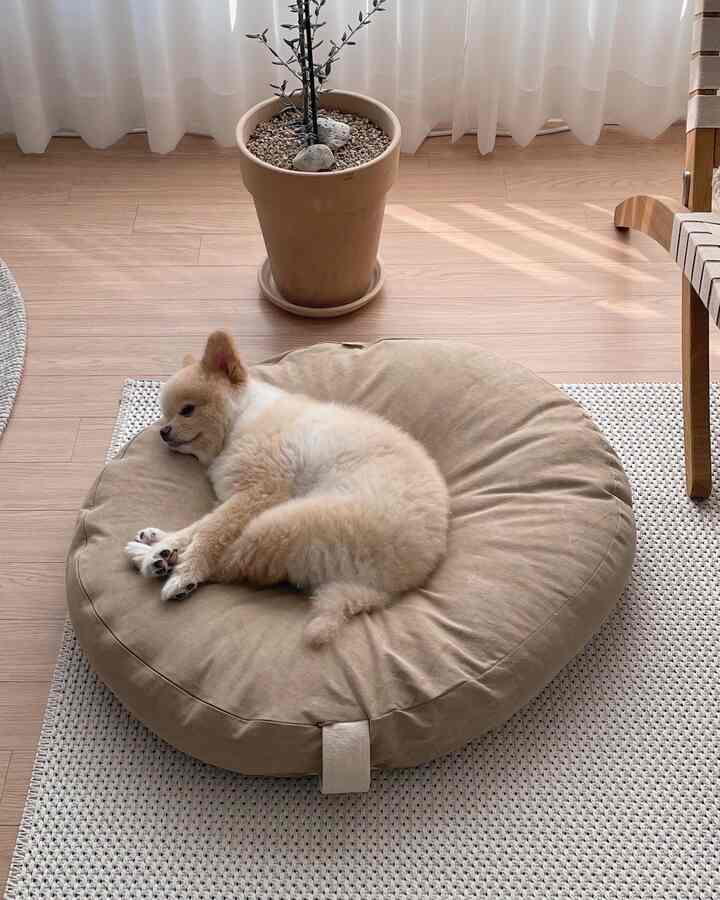 ベージュ色調のリビング、ベージュのビーンバッグの上に犬がくつろぎ、ナチュラルな木製の床と白いカーテンが調和する雰囲気のあるインテリア