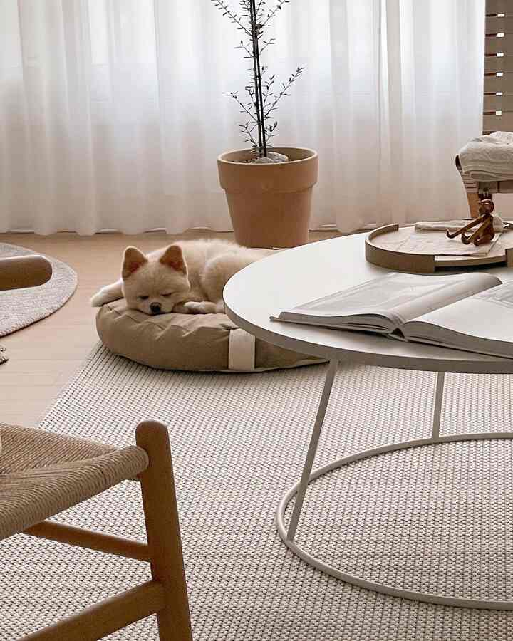 ベージュとホワイトの色調のリビング、テーブルと植物、ペット用クッションで休む犬が配置された雰囲気のあるインテリア