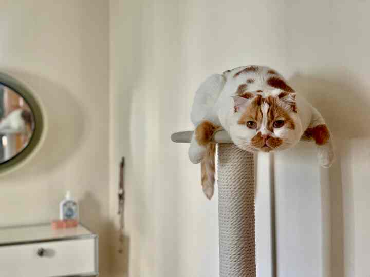 Natural color tone indoor space featuring a brown-spotted cat resting comfortably on a cat tower, creating a warm atmosphere.