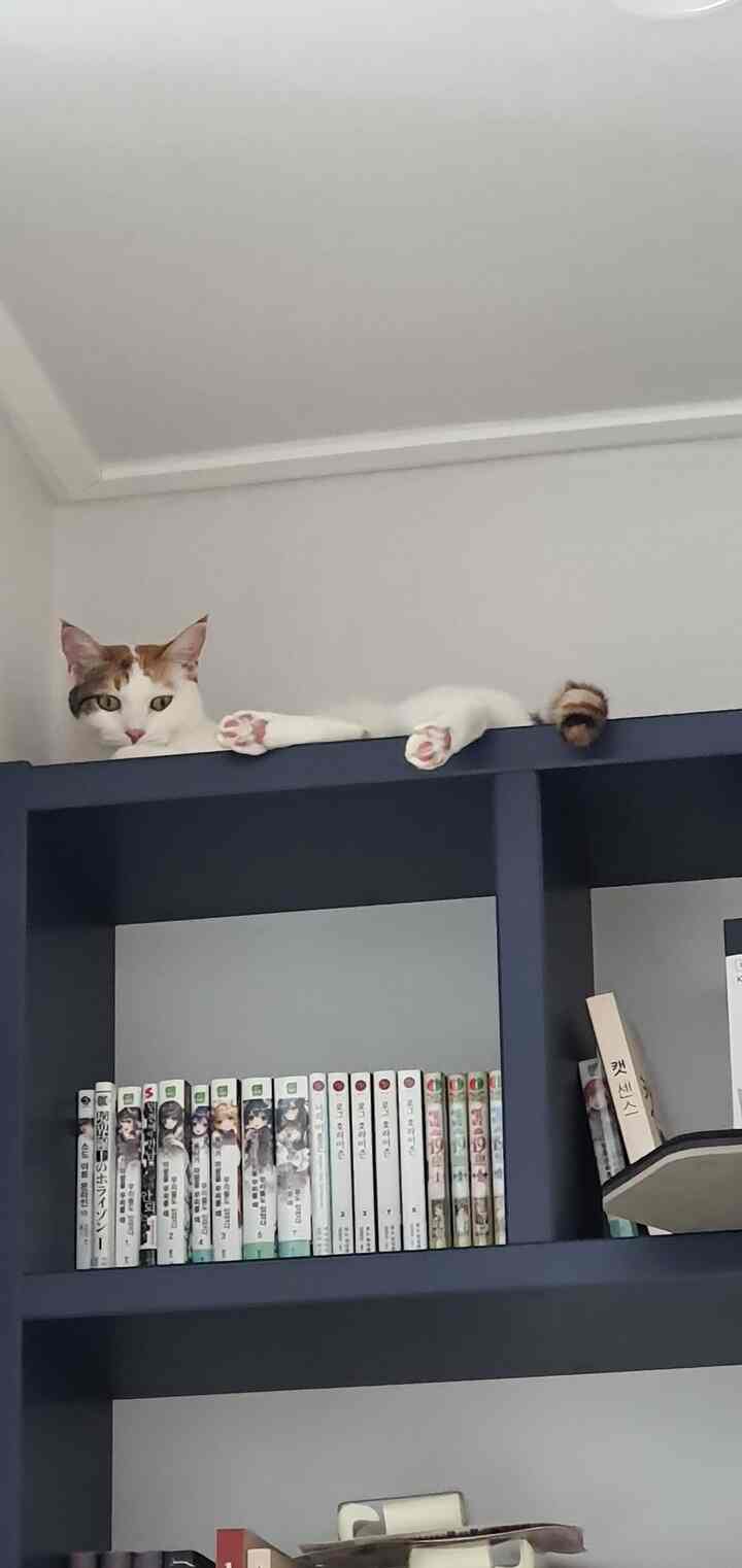 Navy bookshelf in study with a cat lying atop, creating a calm and cozy interior atmosphere