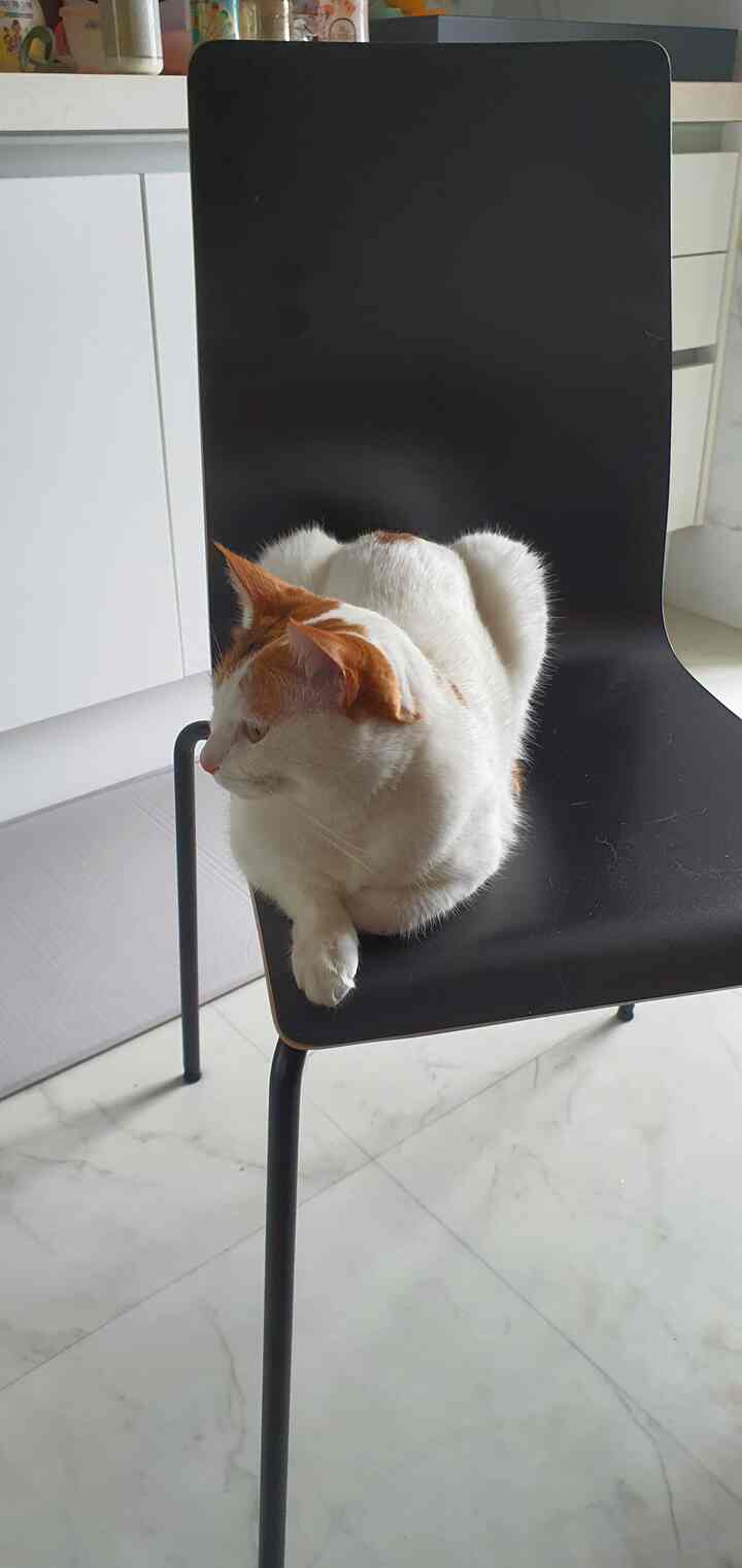 Kitchen space featuring a black Martin chair with a cat resting on it